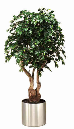 Deluxe Green Ficus Benjamina